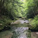 Cheesy Scalloped Potatoes
